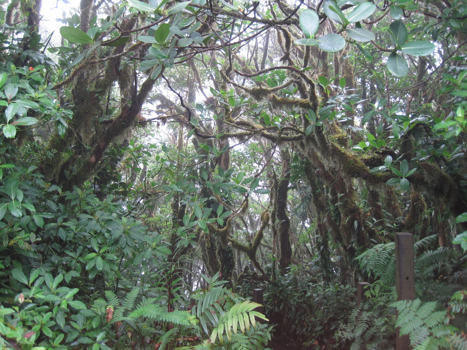 Dense cloud-forest vegetation on Maderas volcano, photographed in 2011