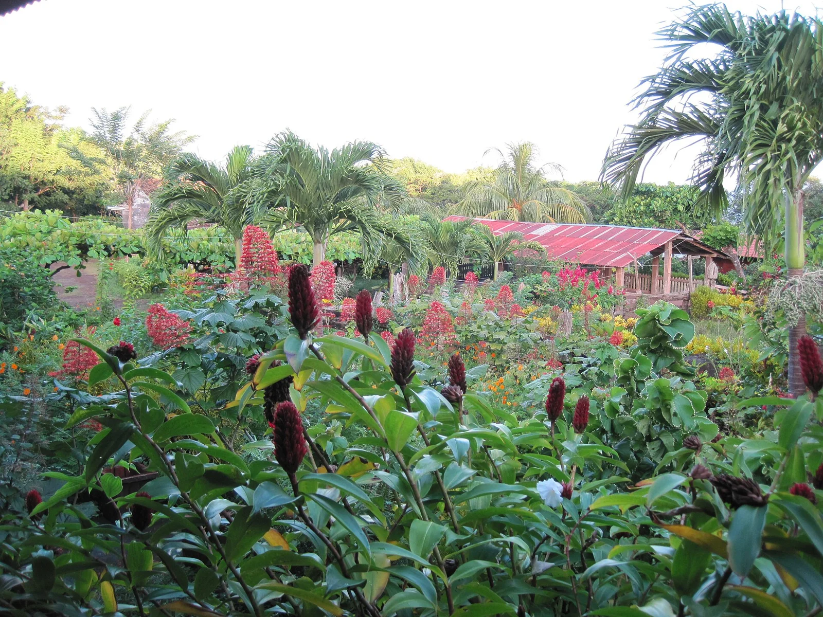 Finca Magdalena on Ometepe