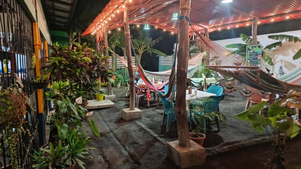 Hammocks and outdoor seating among plants at Cocos Hostel